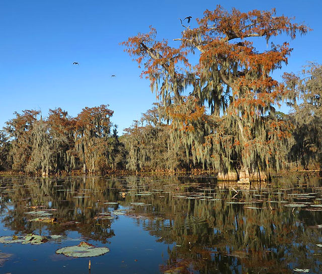 Louisiana Swamp